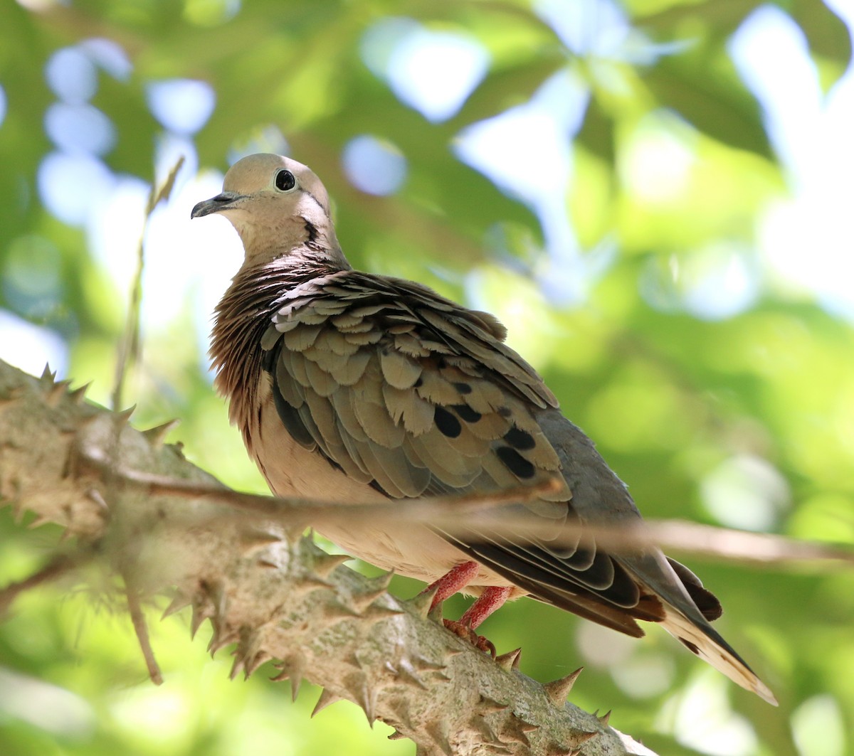 Tourterelle oreillarde - ML647714903