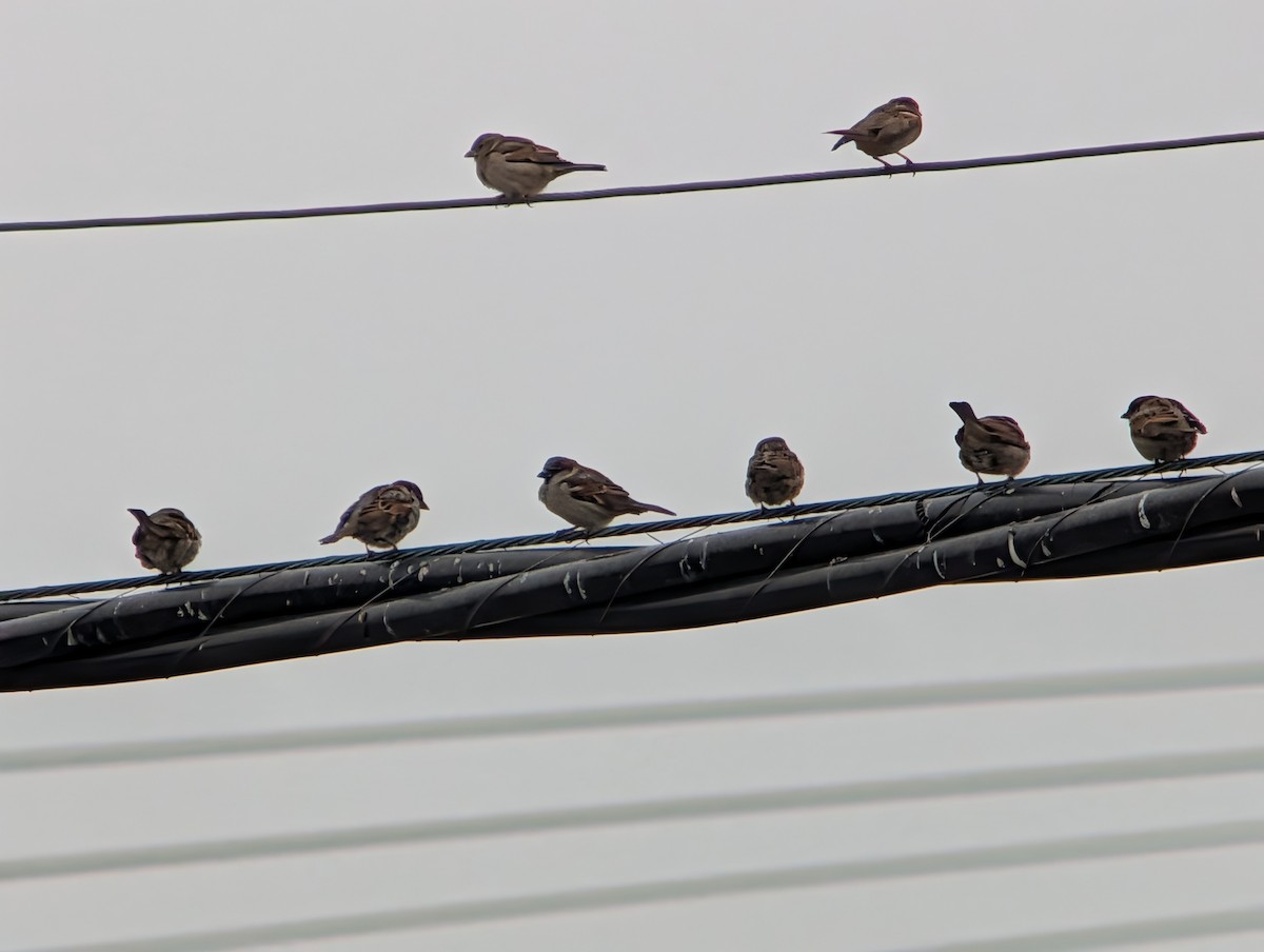 Moineau domestique - ML647714906