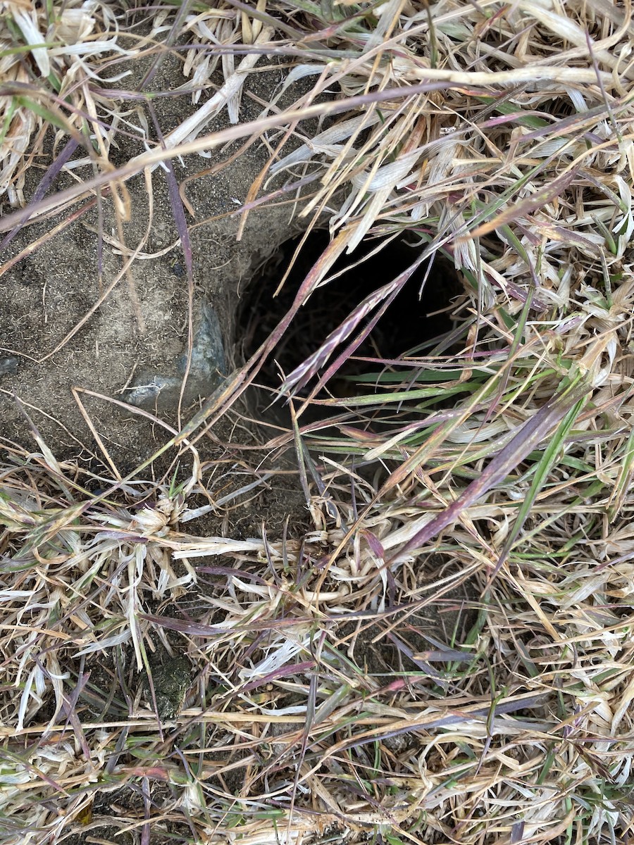 Géositte mineuse (groupe cunicularia) - ML647714907