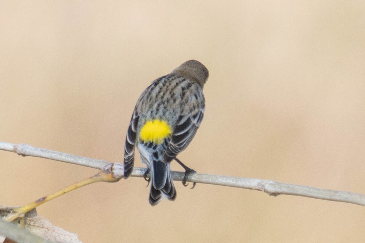 Paruline à croupion jaune - ML647714908