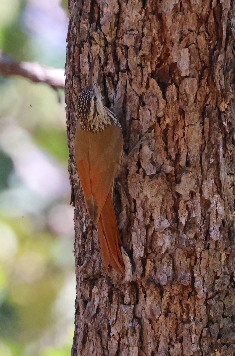 Grimpar givré - ML647714909