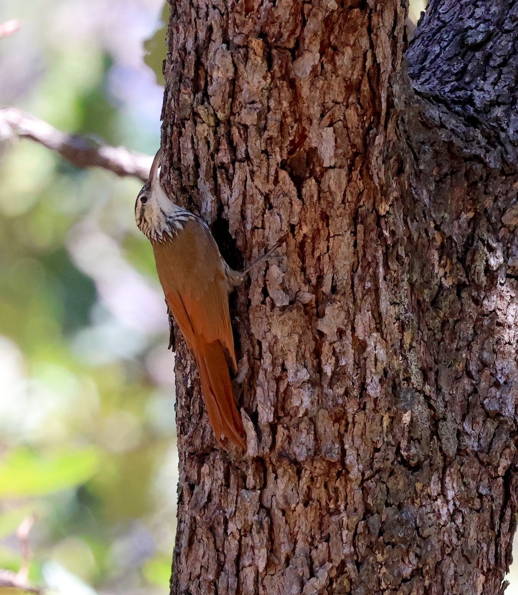 Grimpar givré - ML647714910