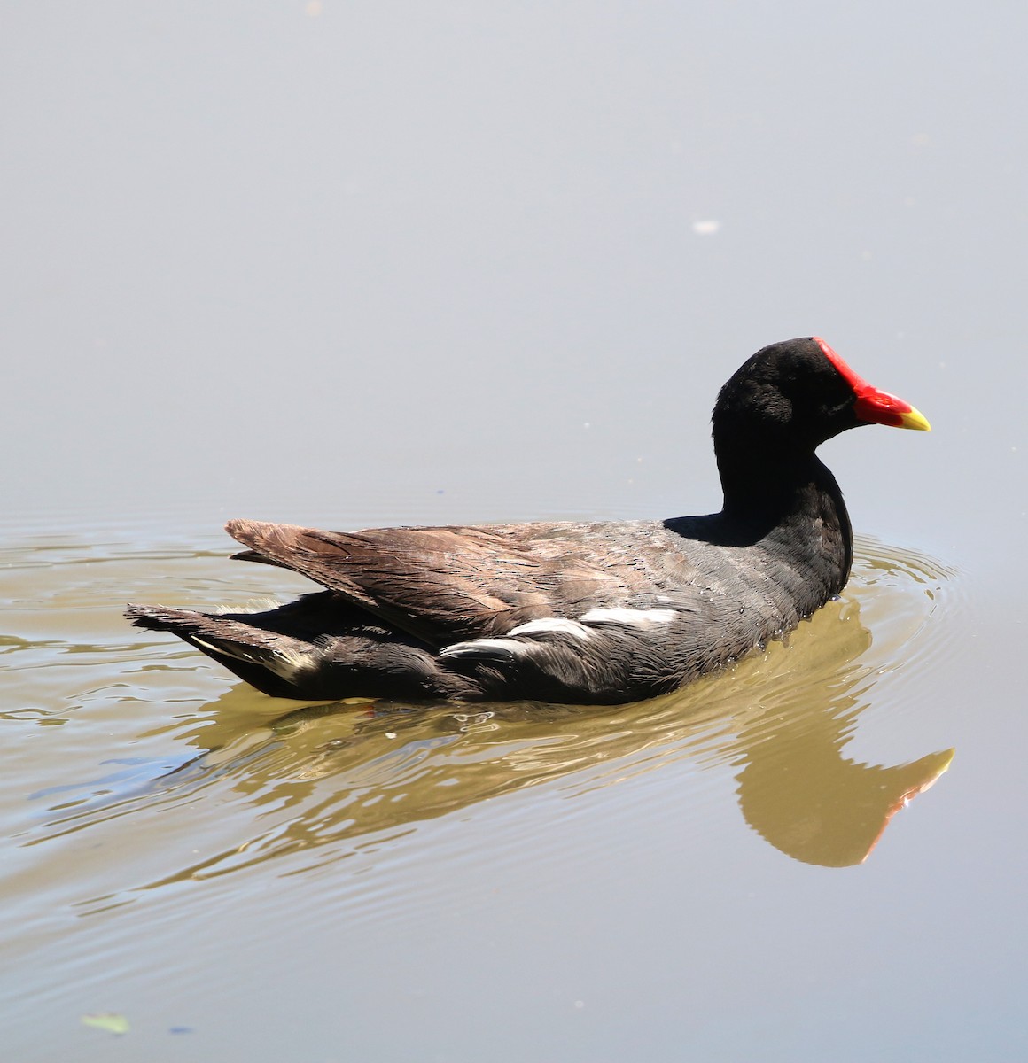 アメリカバン - ML647714912