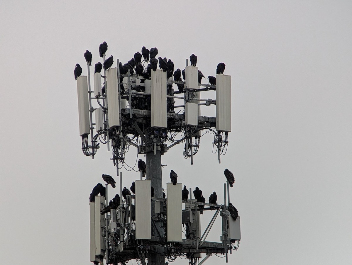 Black Vulture - ML647714917