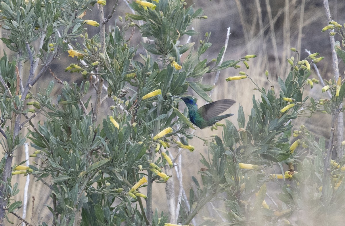 Колібрі синьочеревий - ML647714918