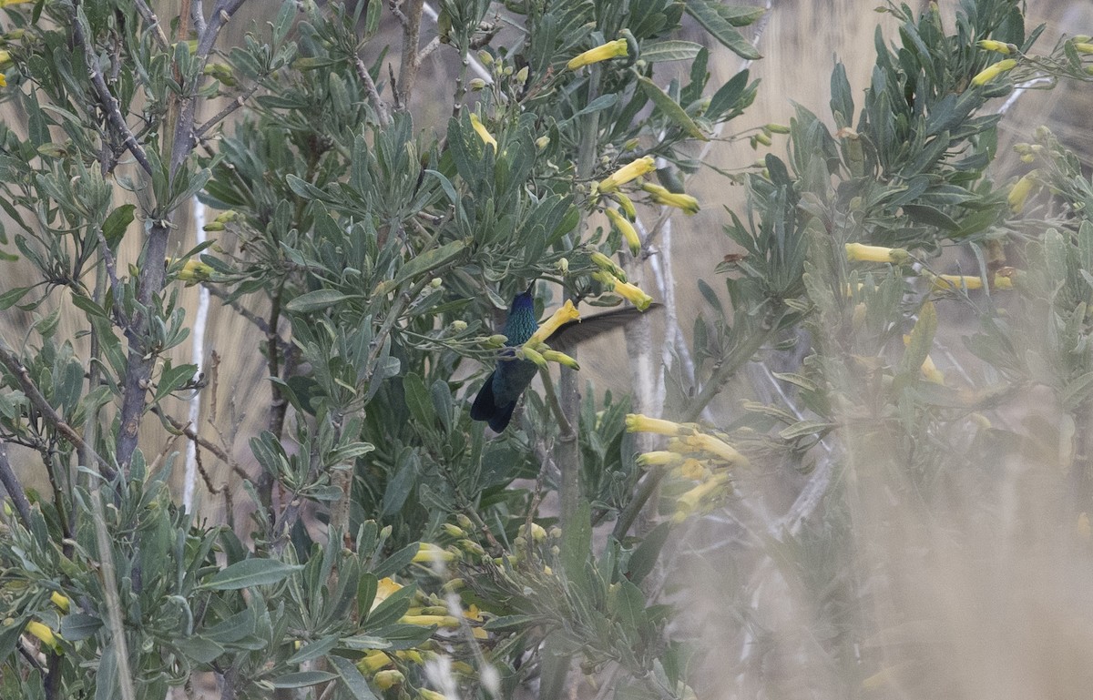 Колібрі синьочеревий - ML647714920