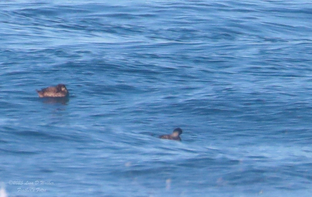 Macreuse à bec jaune - ML647714932