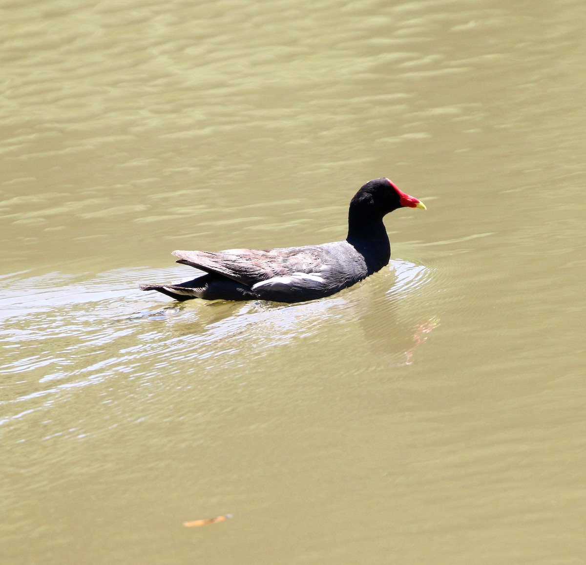 アメリカバン - ML647714935