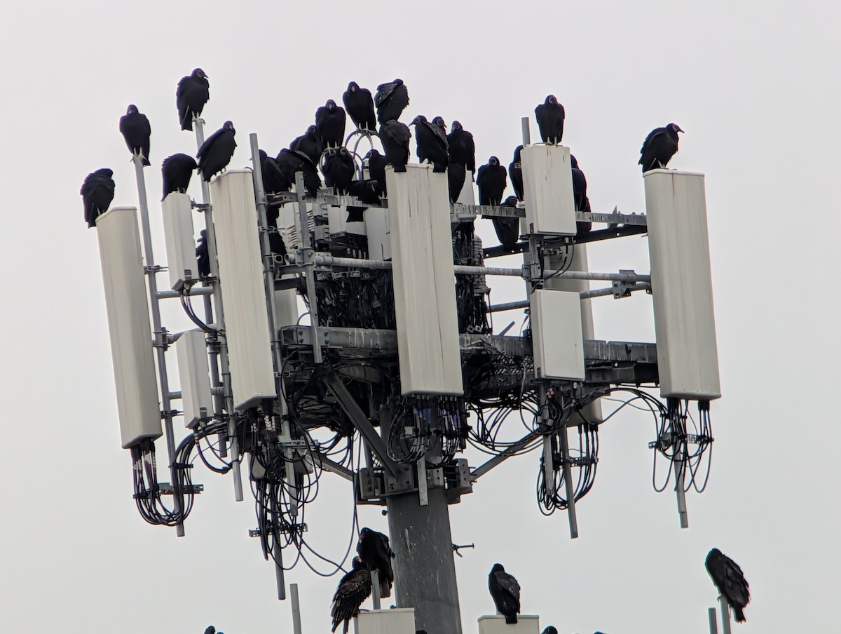 Black Vulture - ML647714936