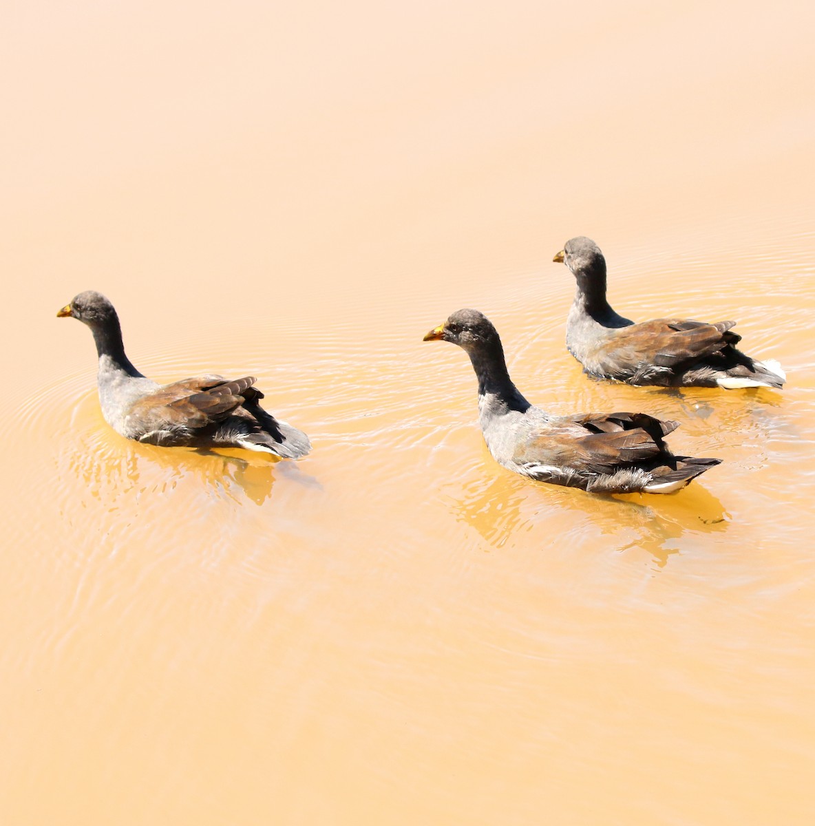 アメリカバン - ML647714947