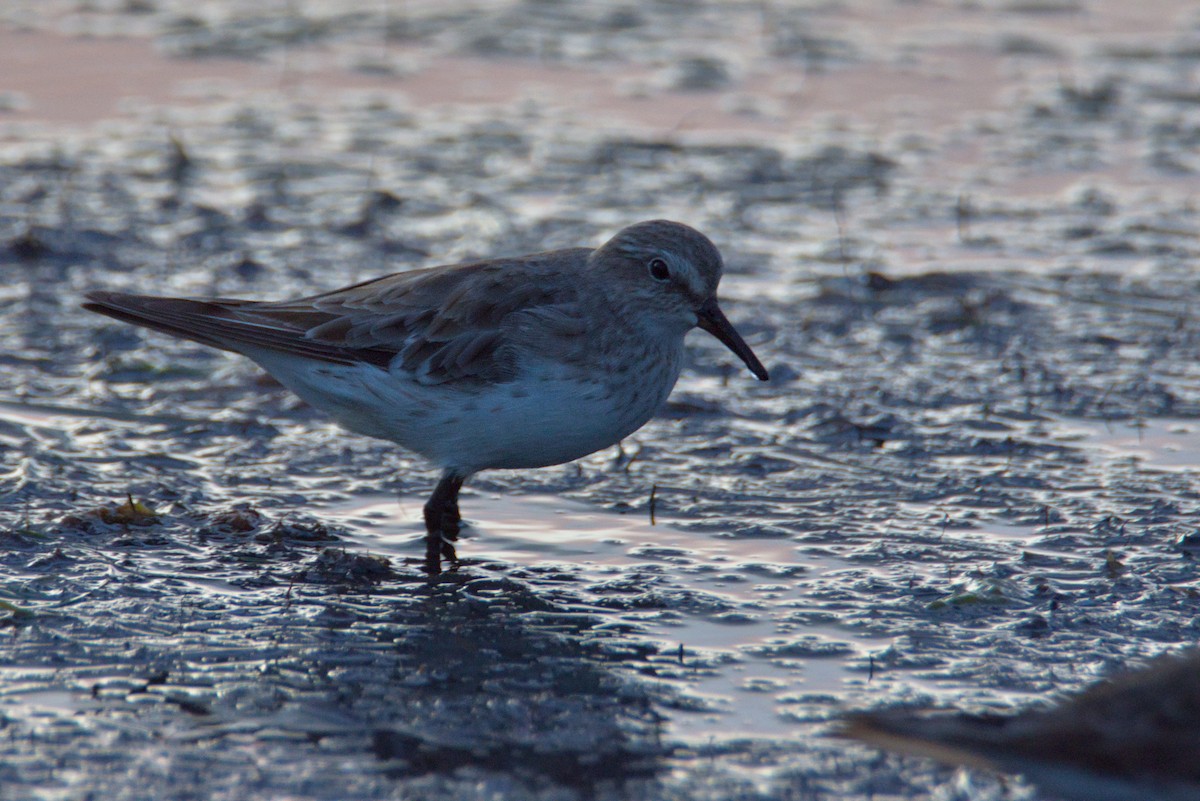 bonapartesnipe - ML647714949