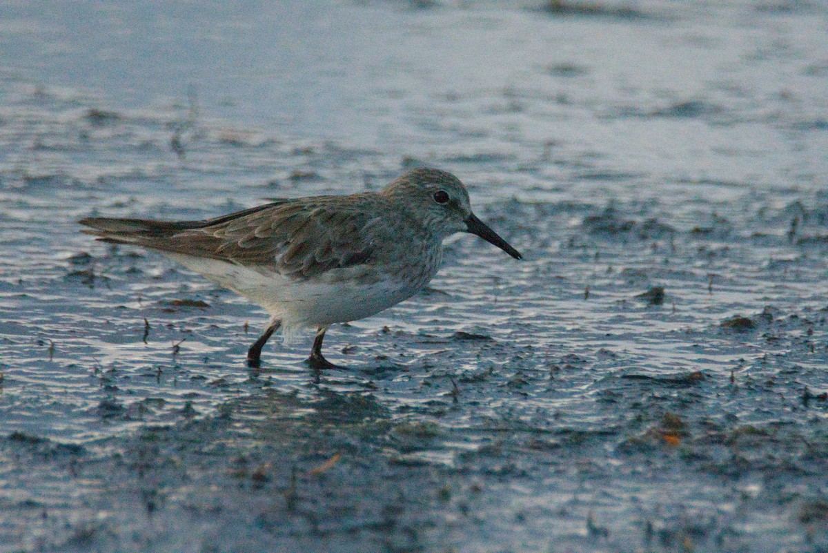 bonapartesnipe - ML647714950