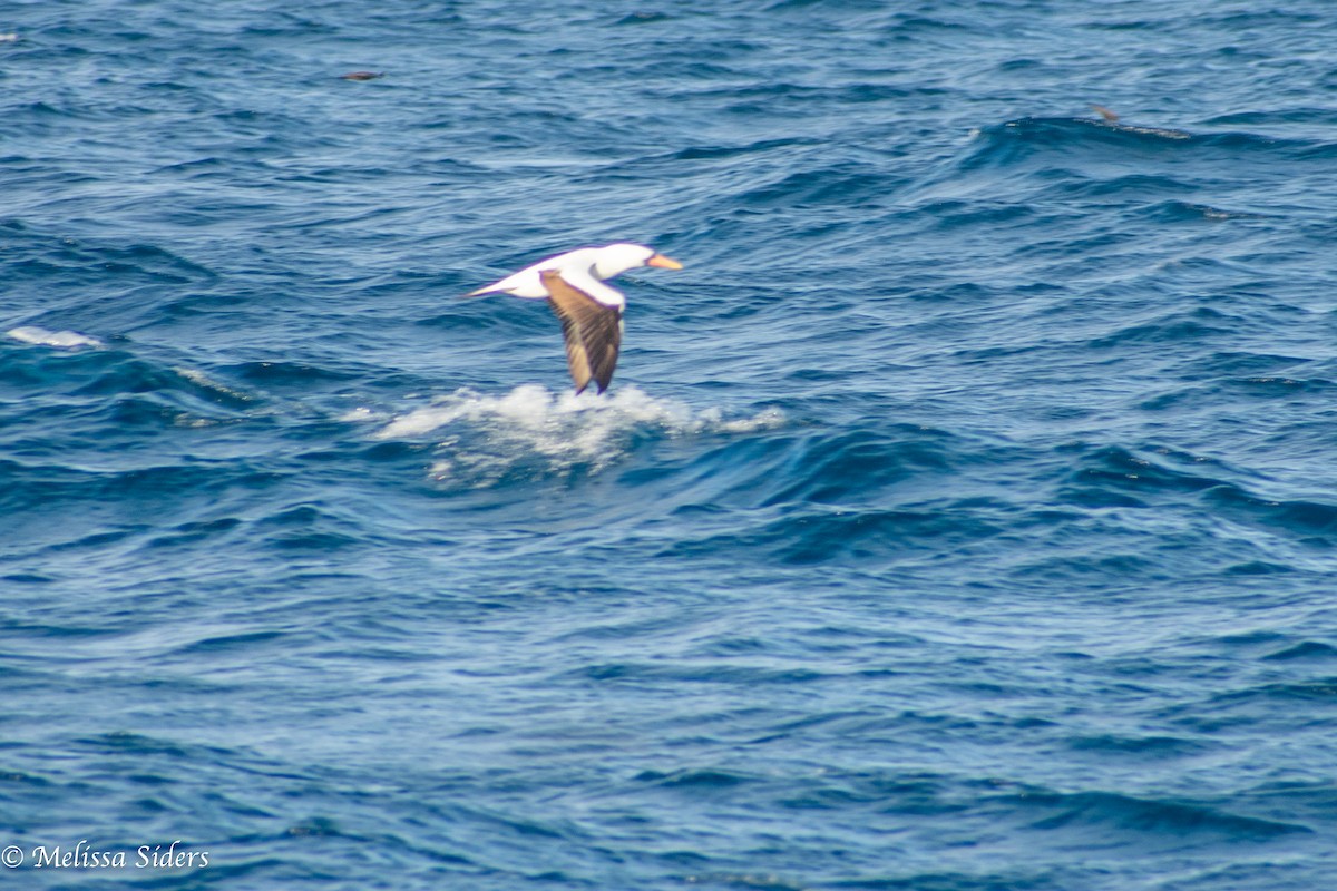 Nazca Booby - ML647714952