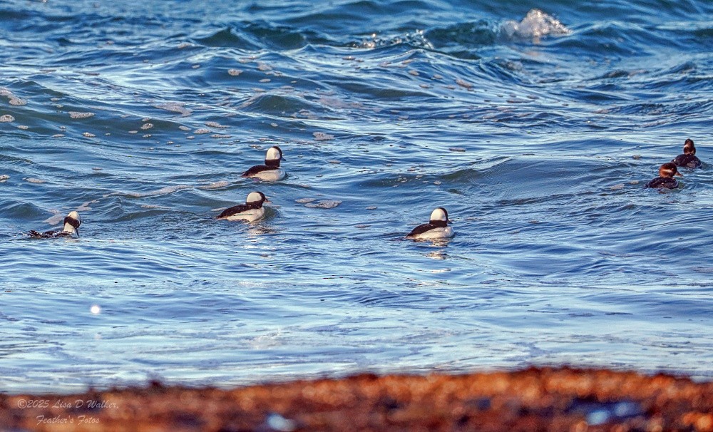 Petit Garrot - ML647714953