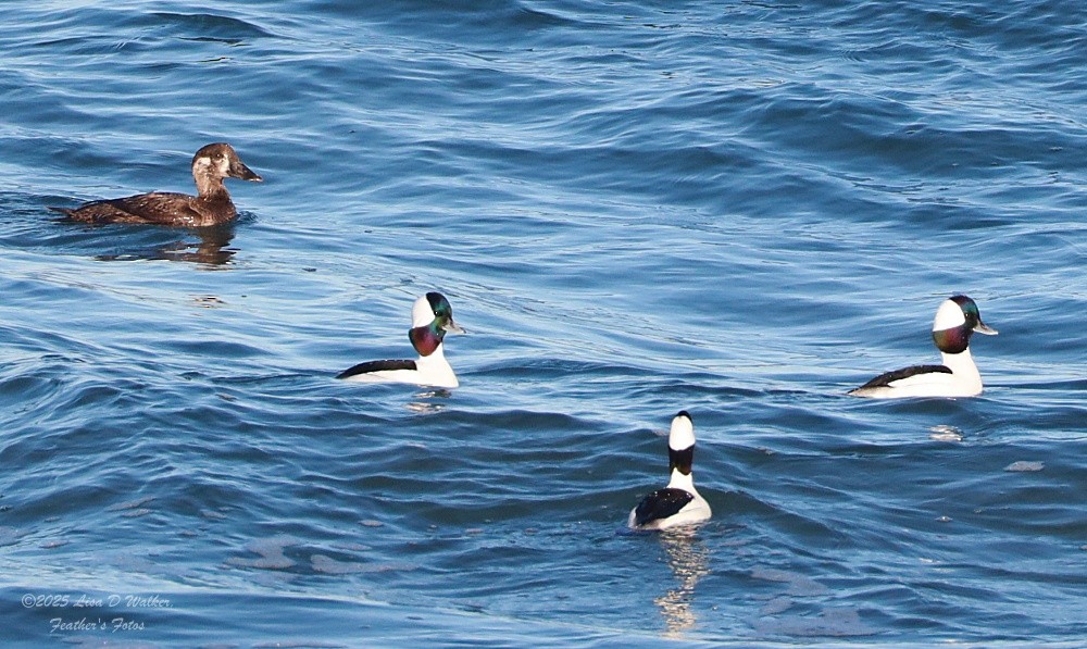 Petit Garrot - ML647714954