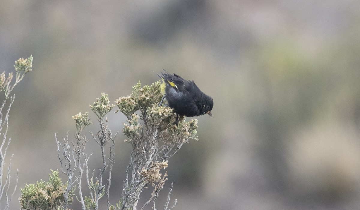 Black Siskin - ML647714955