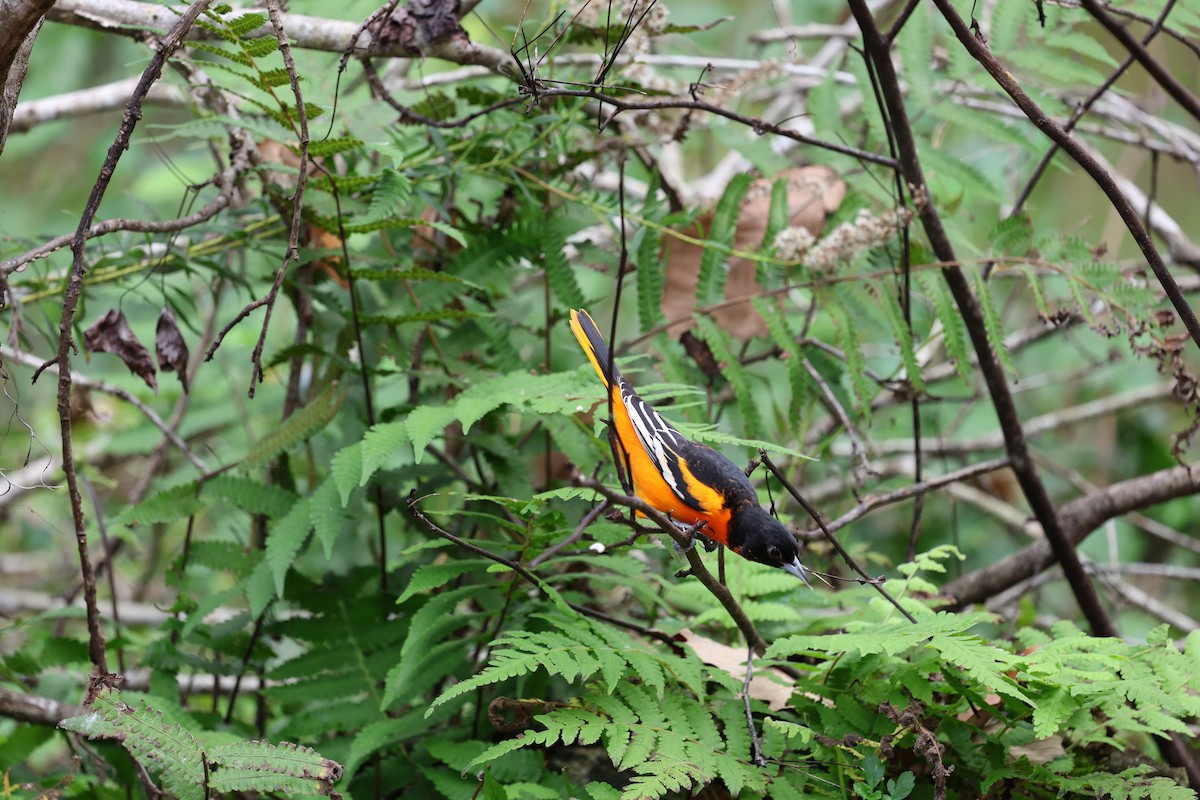 Балтиморский трупиал - ML647714957