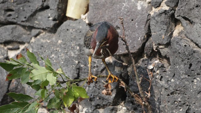 אנפית ירוקה - ML647714961