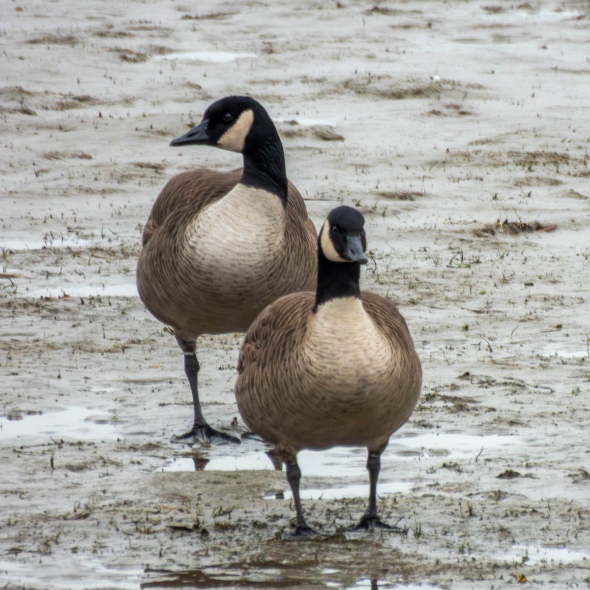 Canada Goose - ML647714964