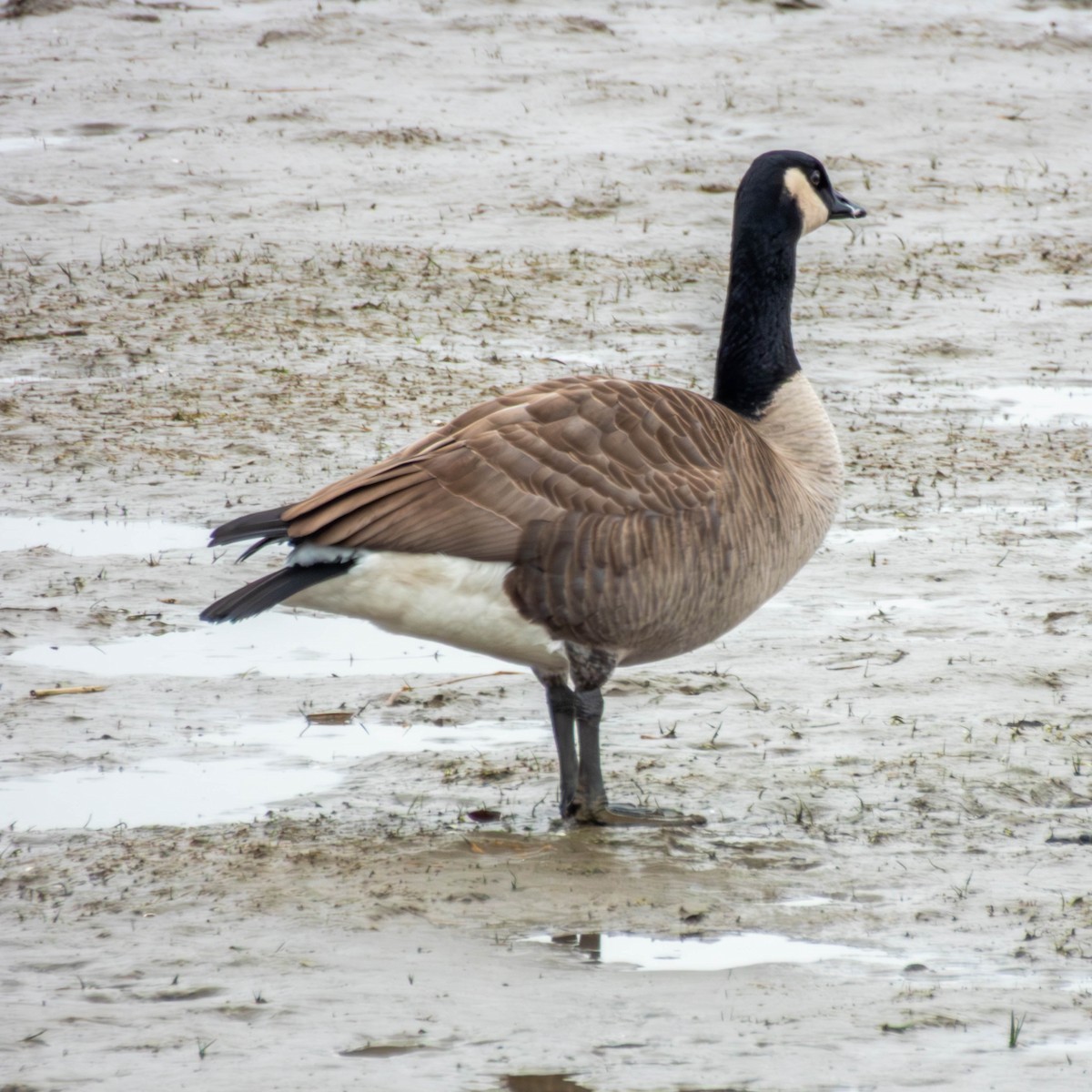 Canada Goose - ML647714965
