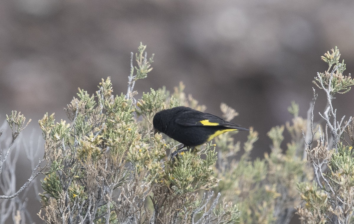 Black Siskin - ML647714967