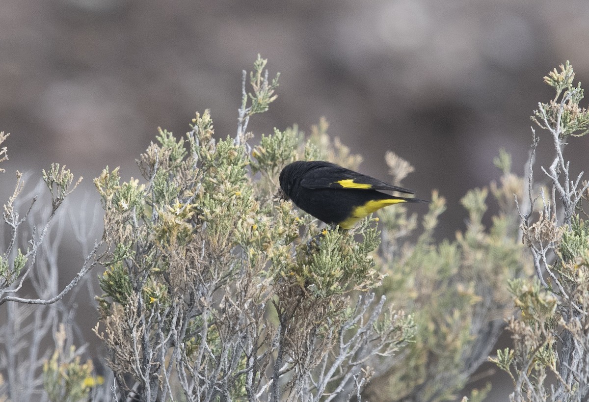 Black Siskin - ML647714968