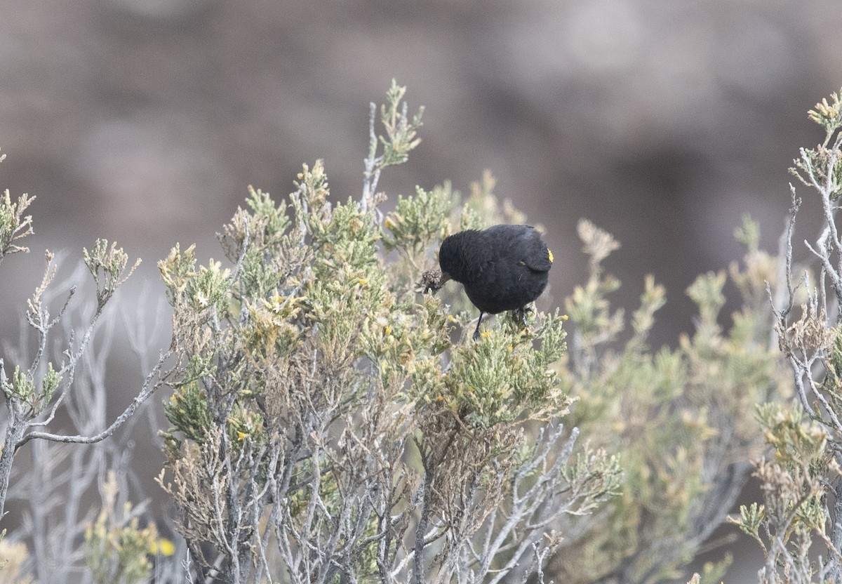 Black Siskin - ML647714969