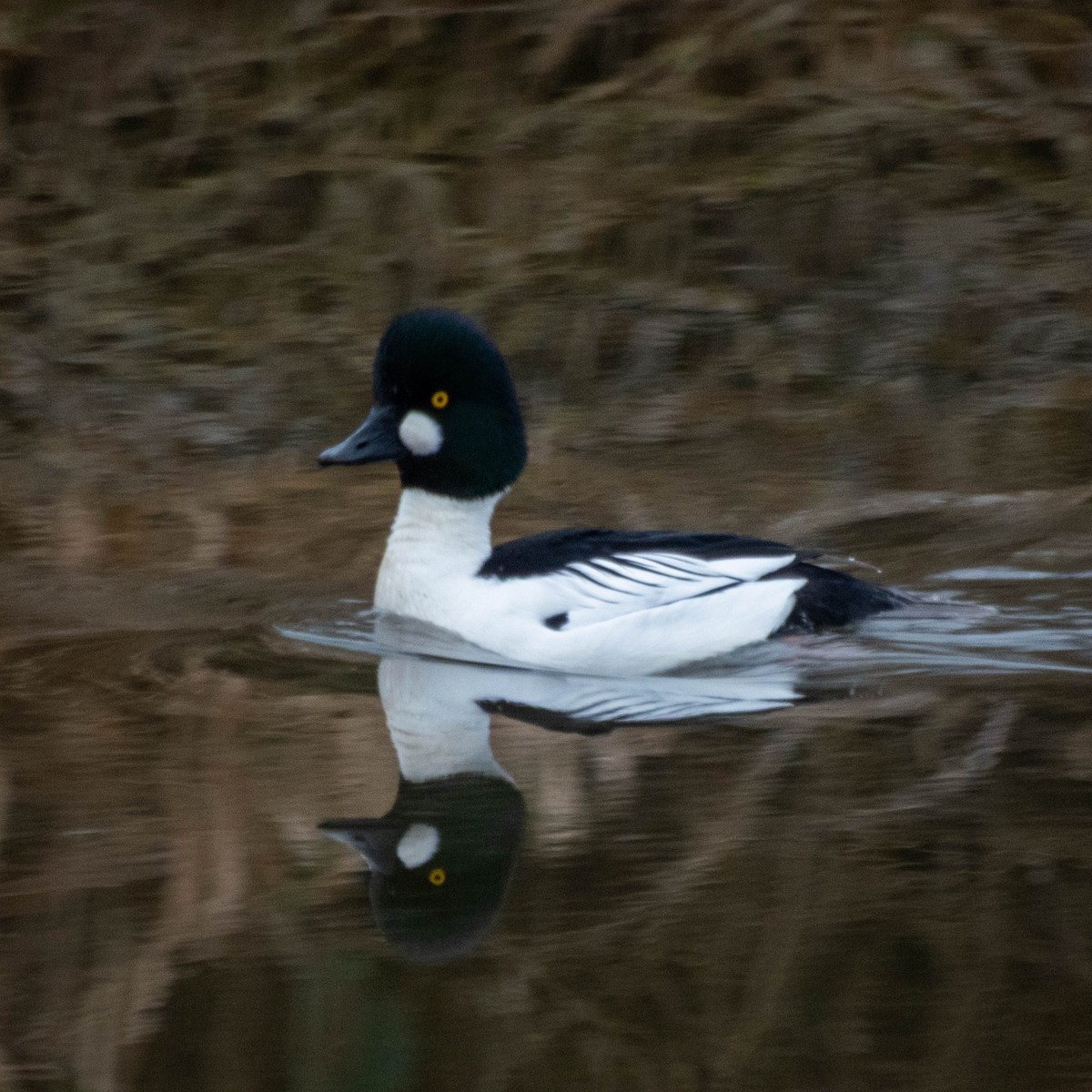 Common Goldeneye - ML647714973
