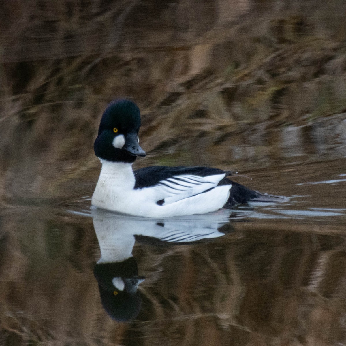 Common Goldeneye - ML647714974