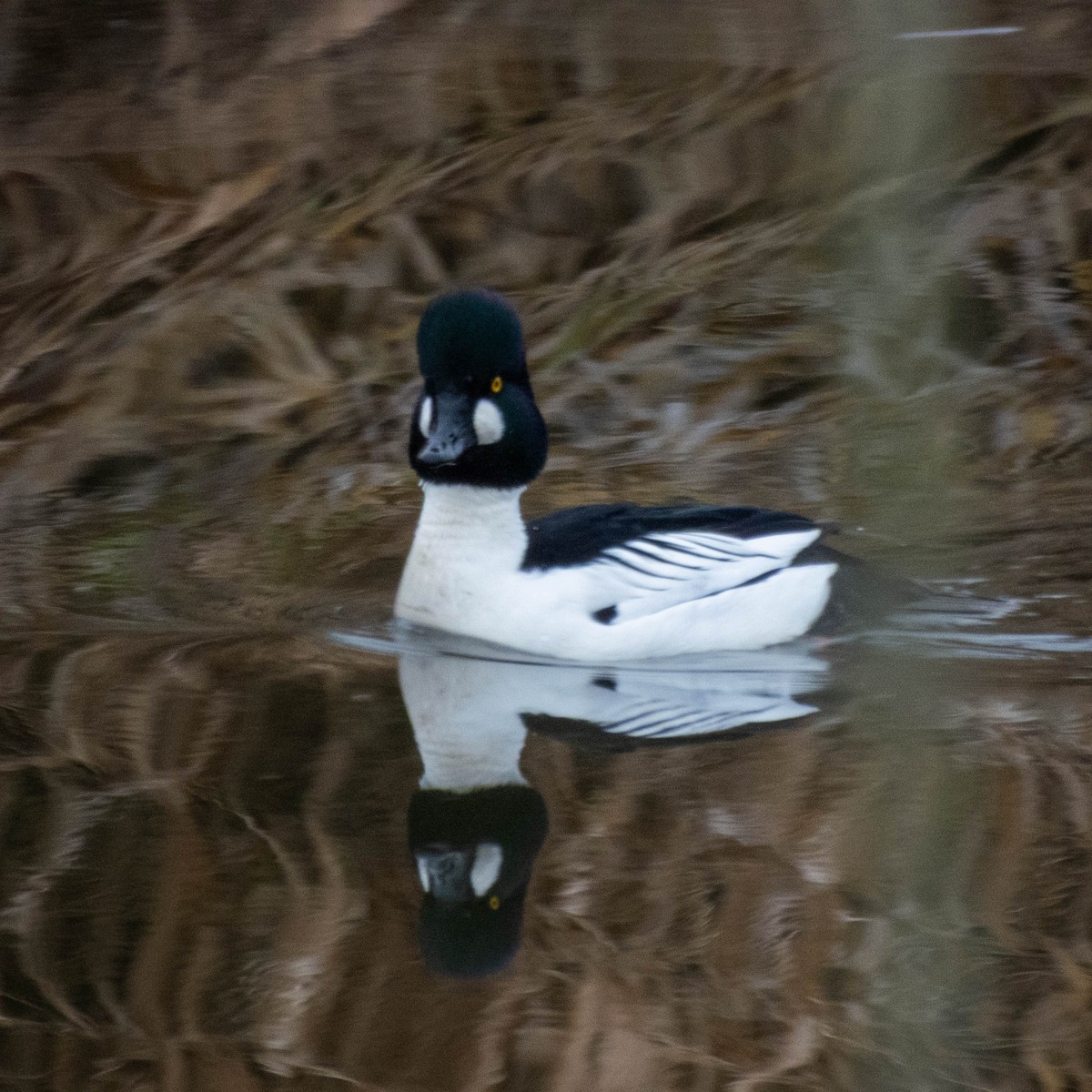 Common Goldeneye - ML647714975
