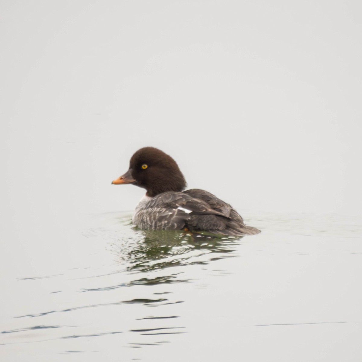 Common Goldeneye - ML647714976