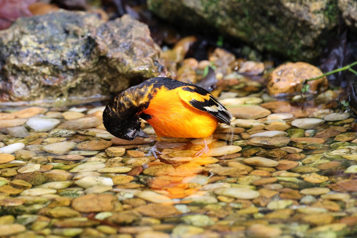 Балтиморский трупиал - ML647714978