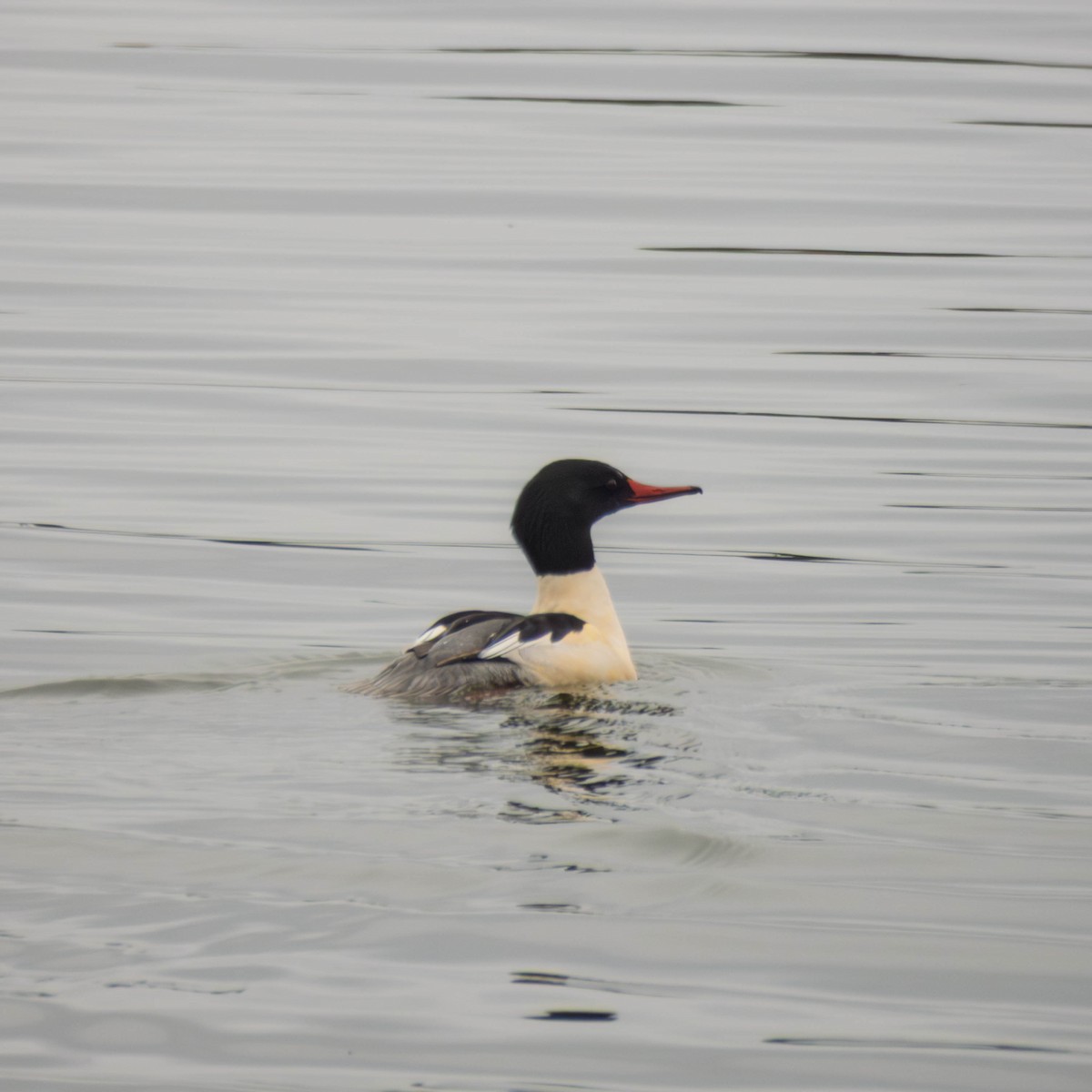 Common Merganser - ML647714990