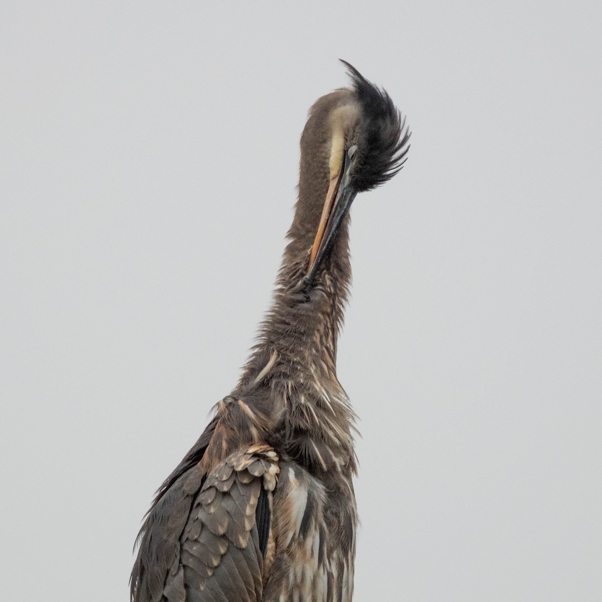 Great Blue Heron - ML647714995