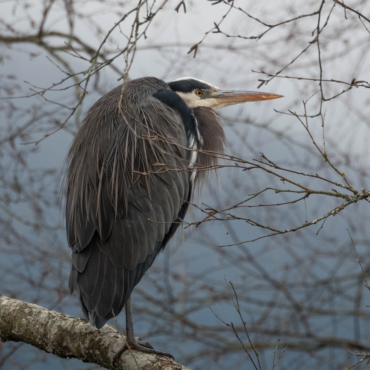 Great Blue Heron - ML647714996