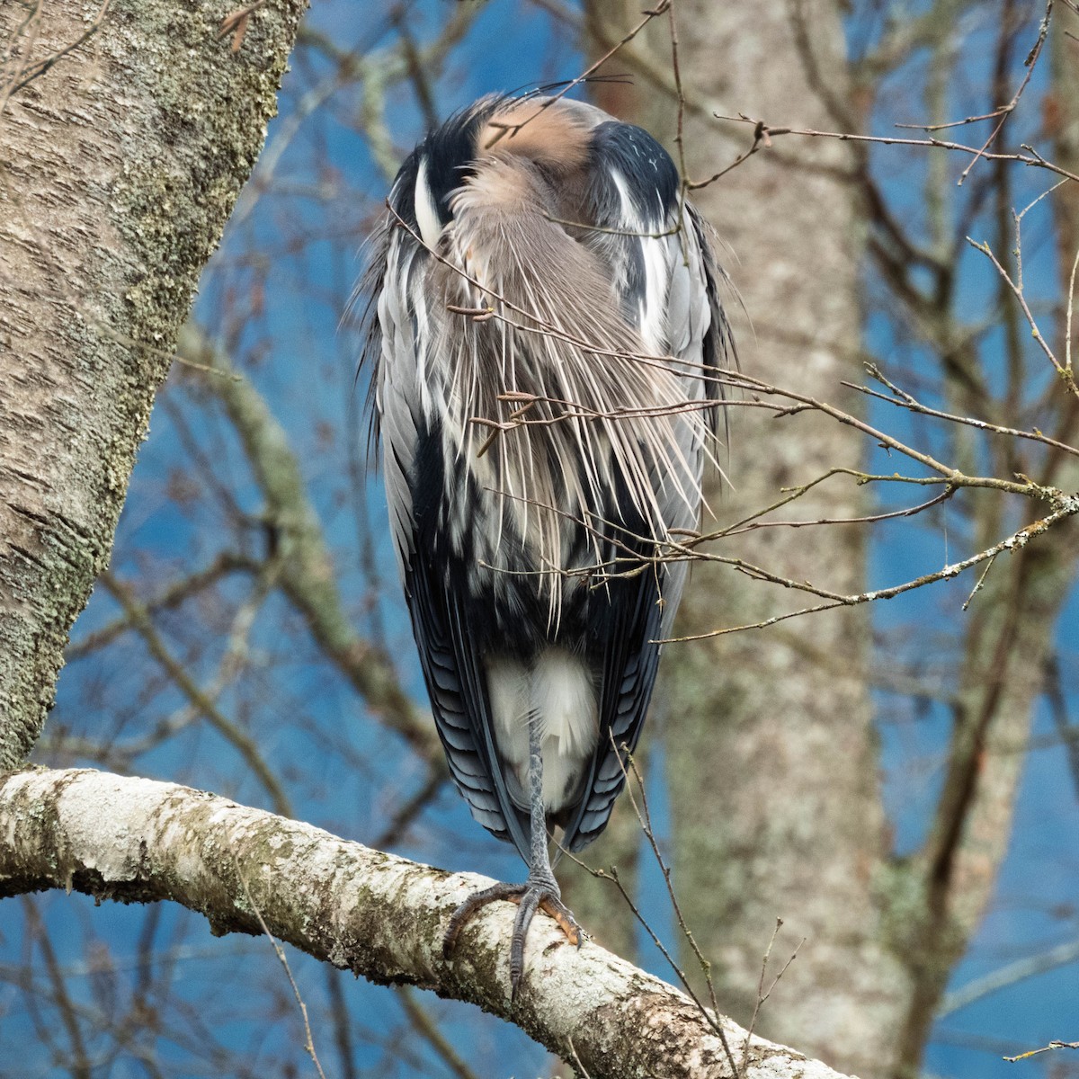 Great Blue Heron - ML647714997