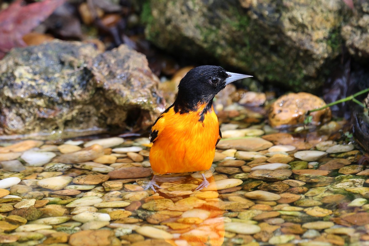 Балтиморский трупиал - ML647714999