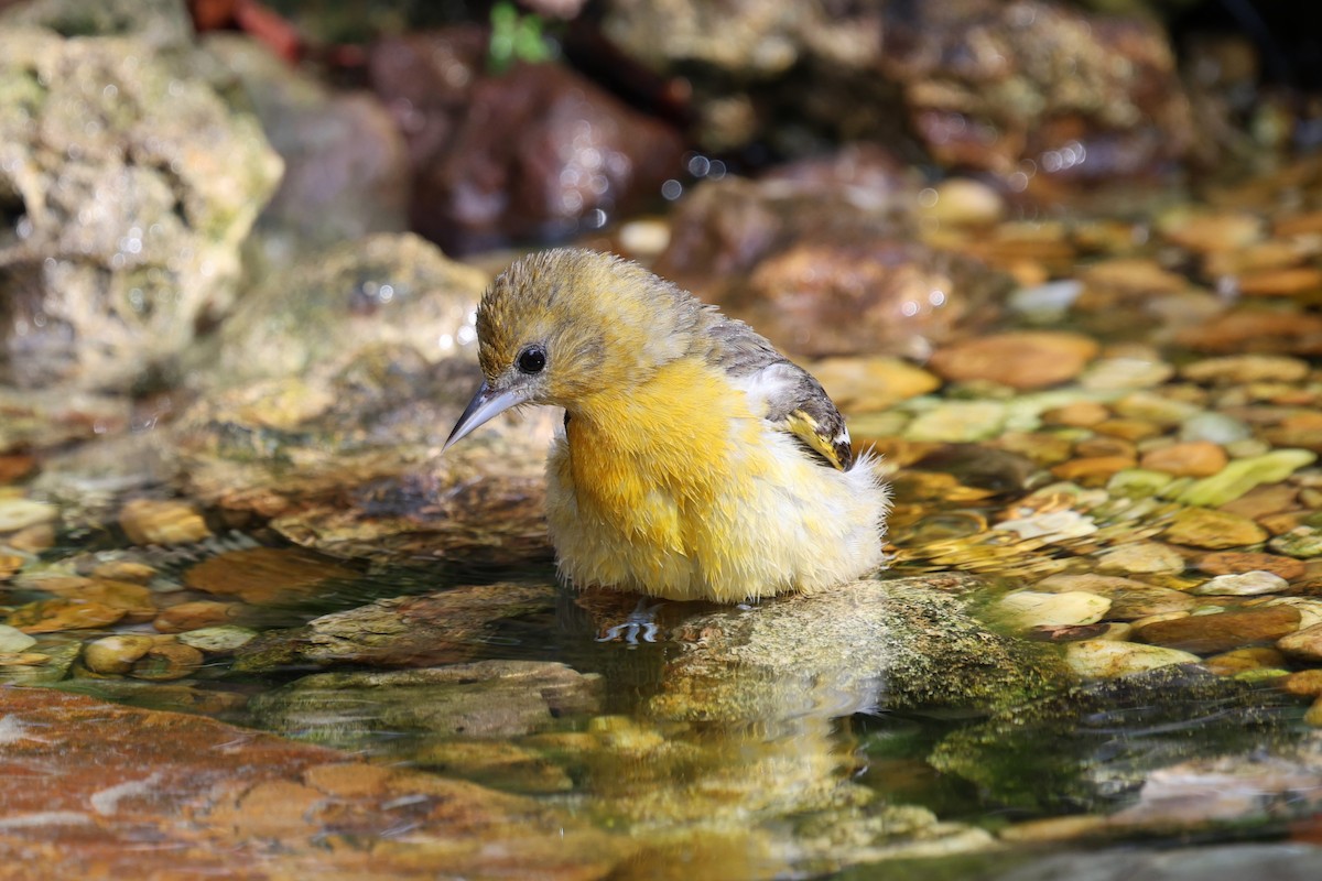 Балтиморский трупиал - ML647715004