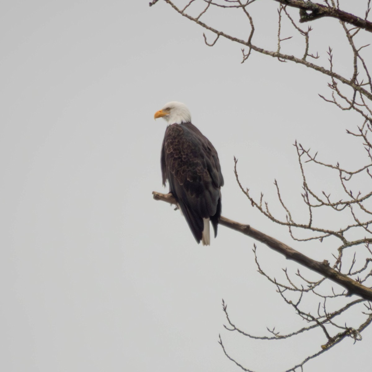 Bald Eagle - ML647715005