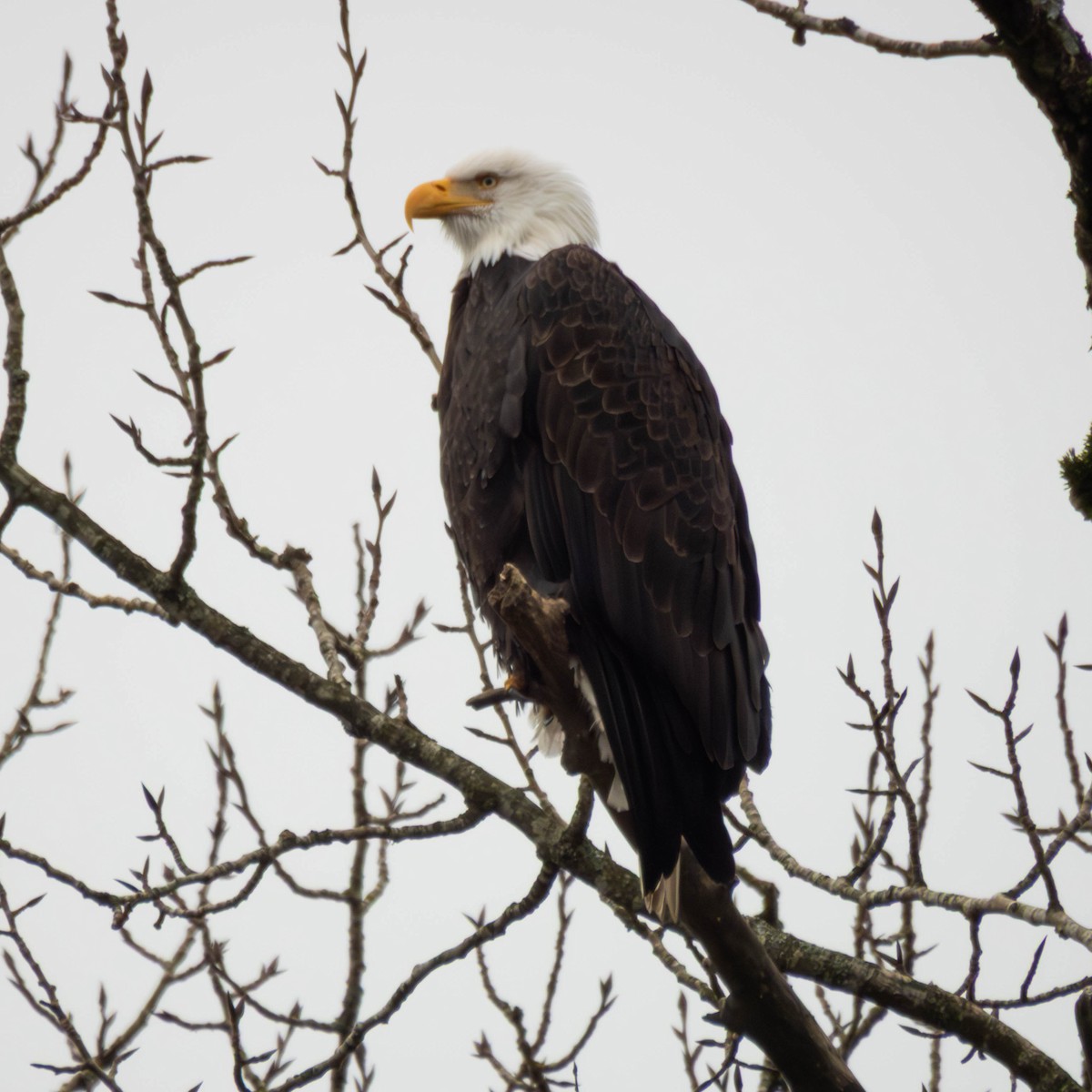 Bald Eagle - ML647715006