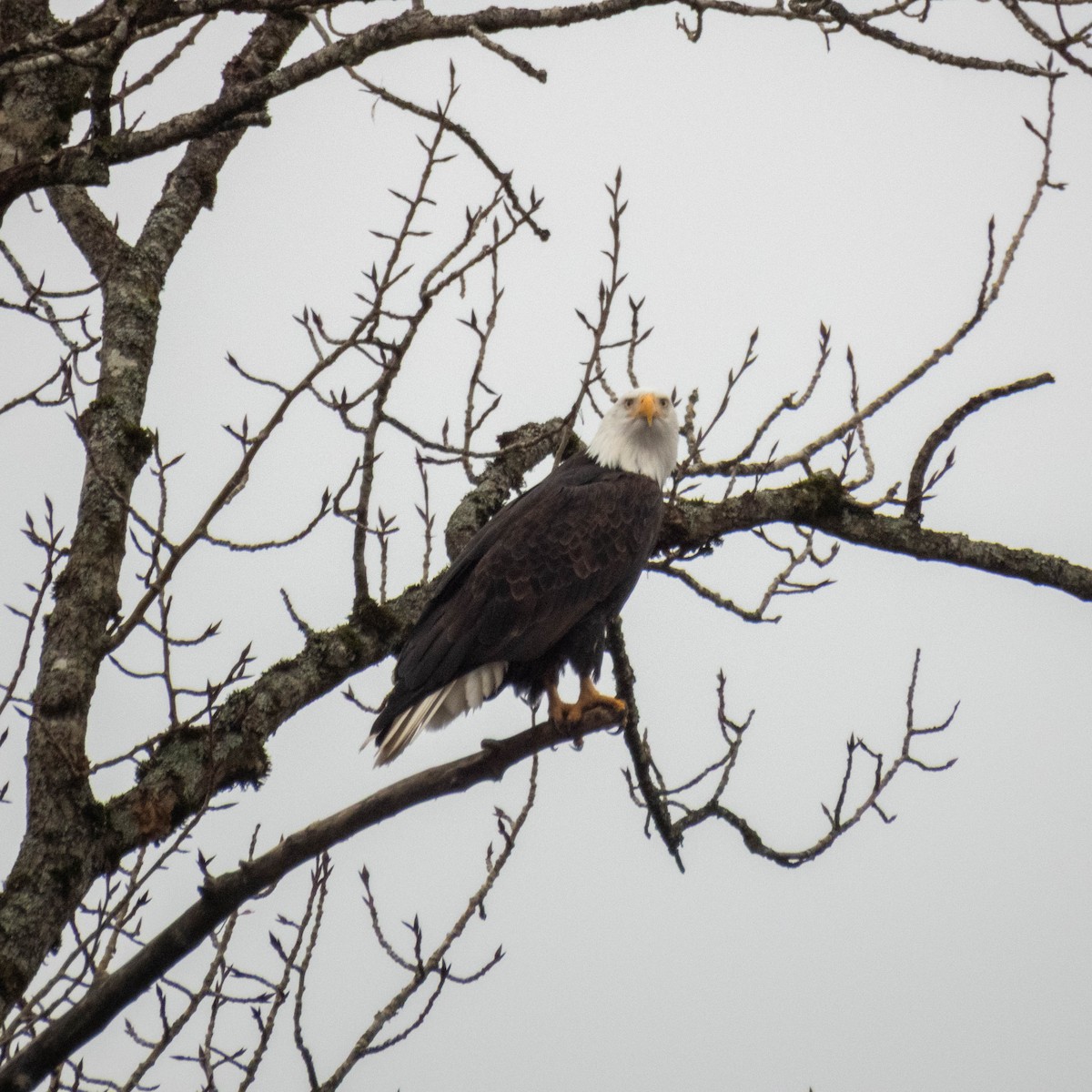 Bald Eagle - ML647715007