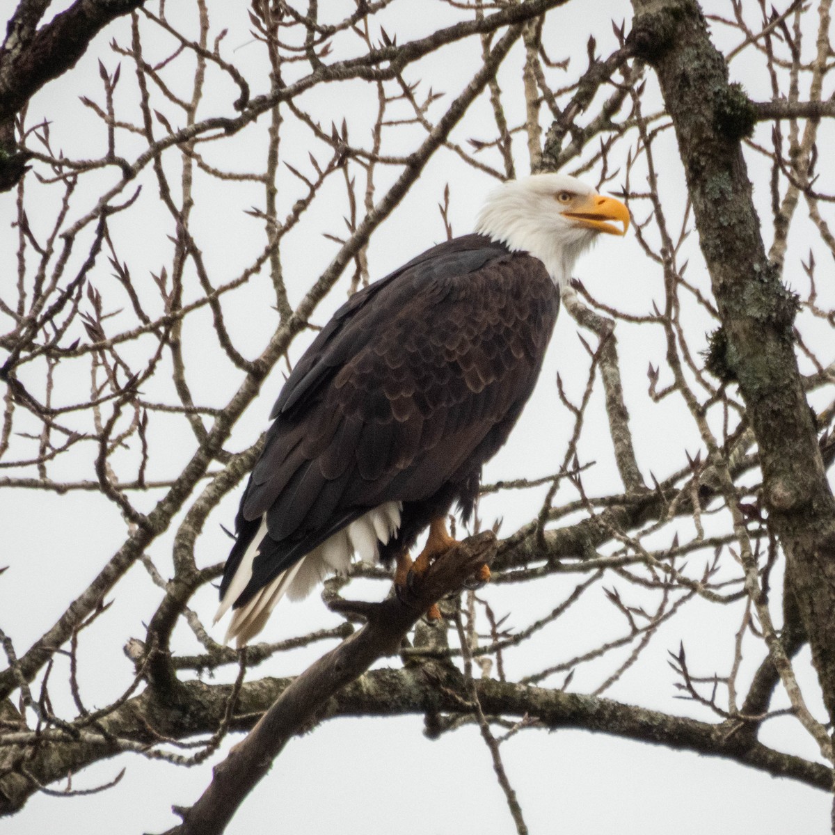 Bald Eagle - ML647715008