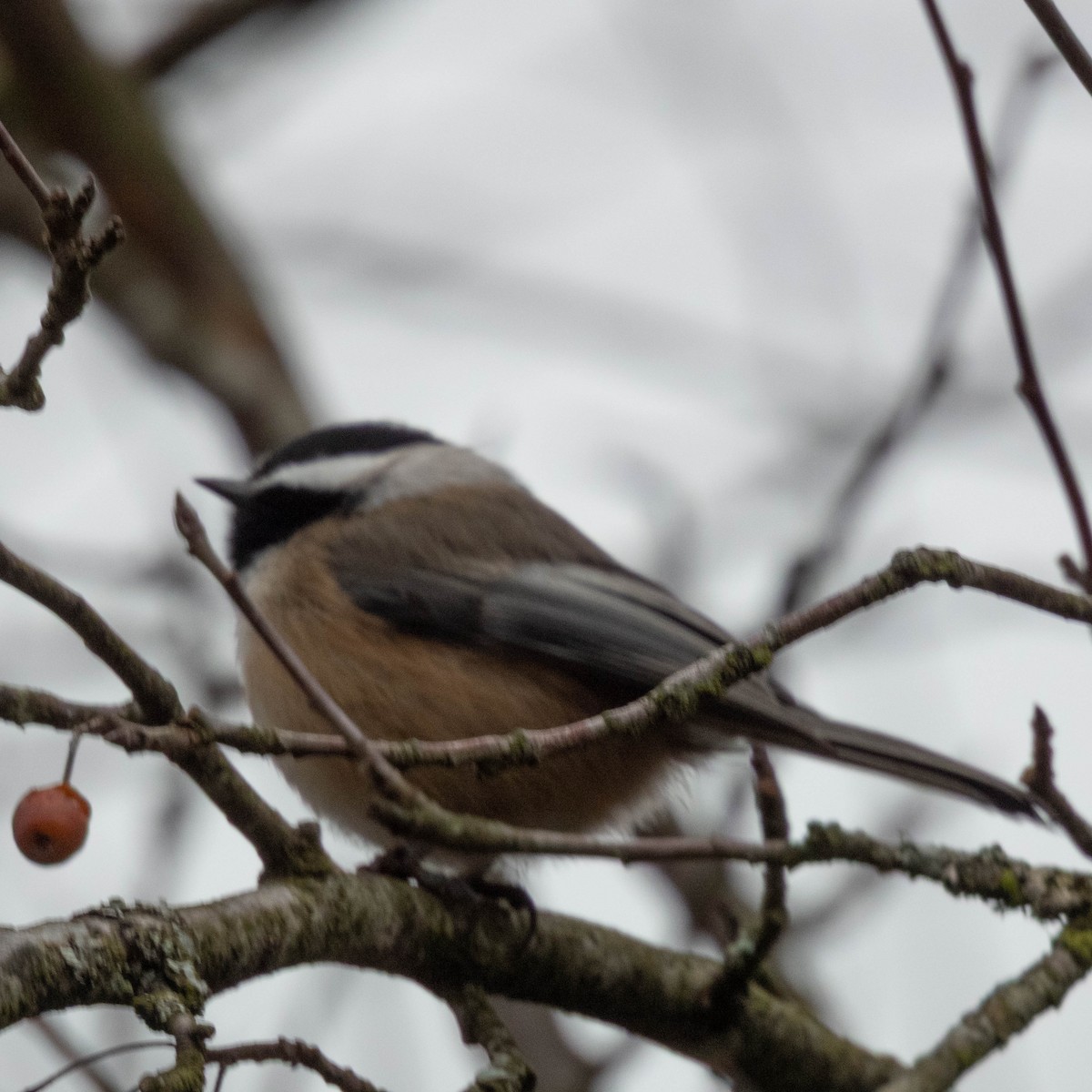 Black-capped Chickadee - ML647715010