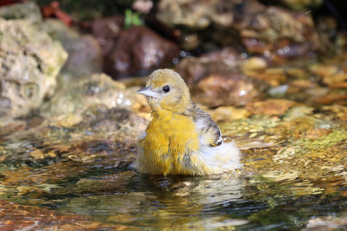 Балтиморский трупиал - ML647715012