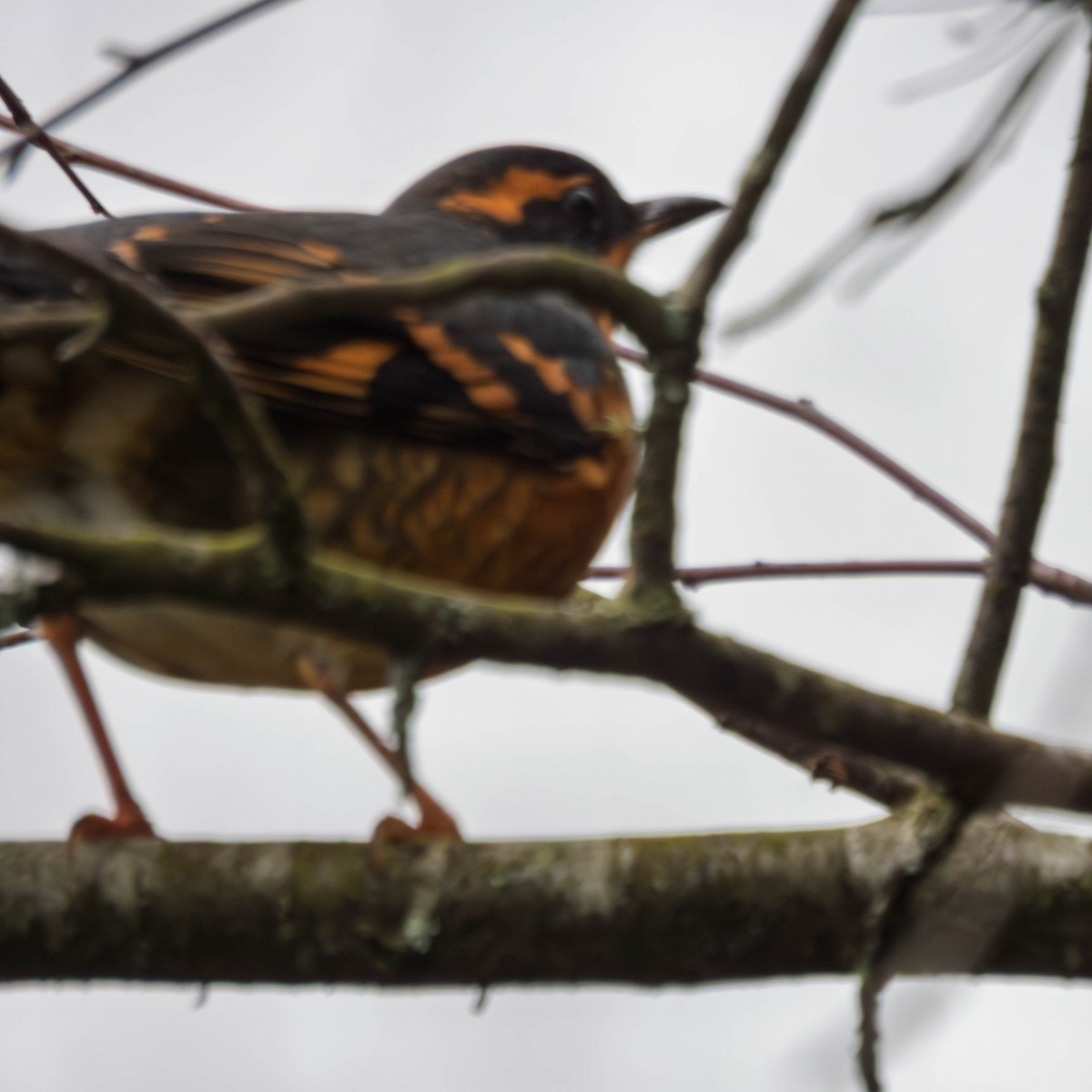 Varied Thrush - ML647715014