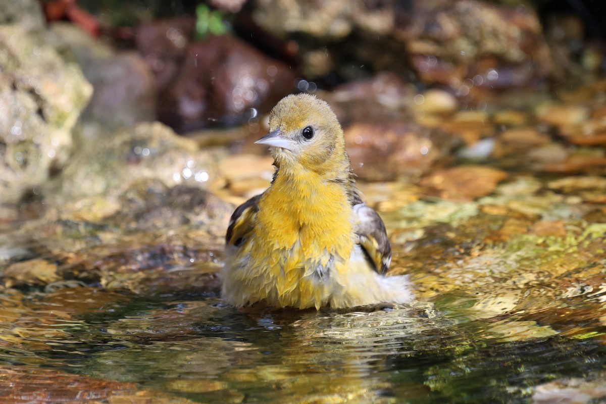 Балтиморский трупиал - ML647715017