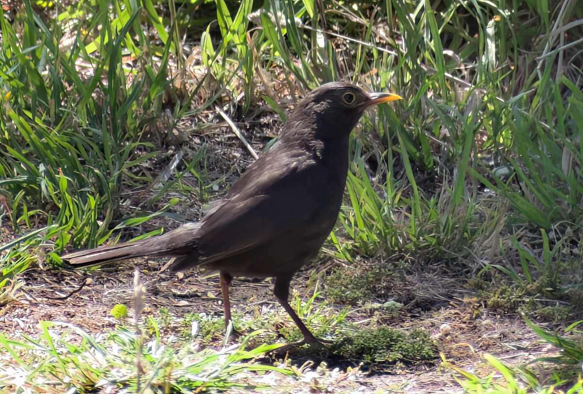 Zozo arrunta - ML647715019