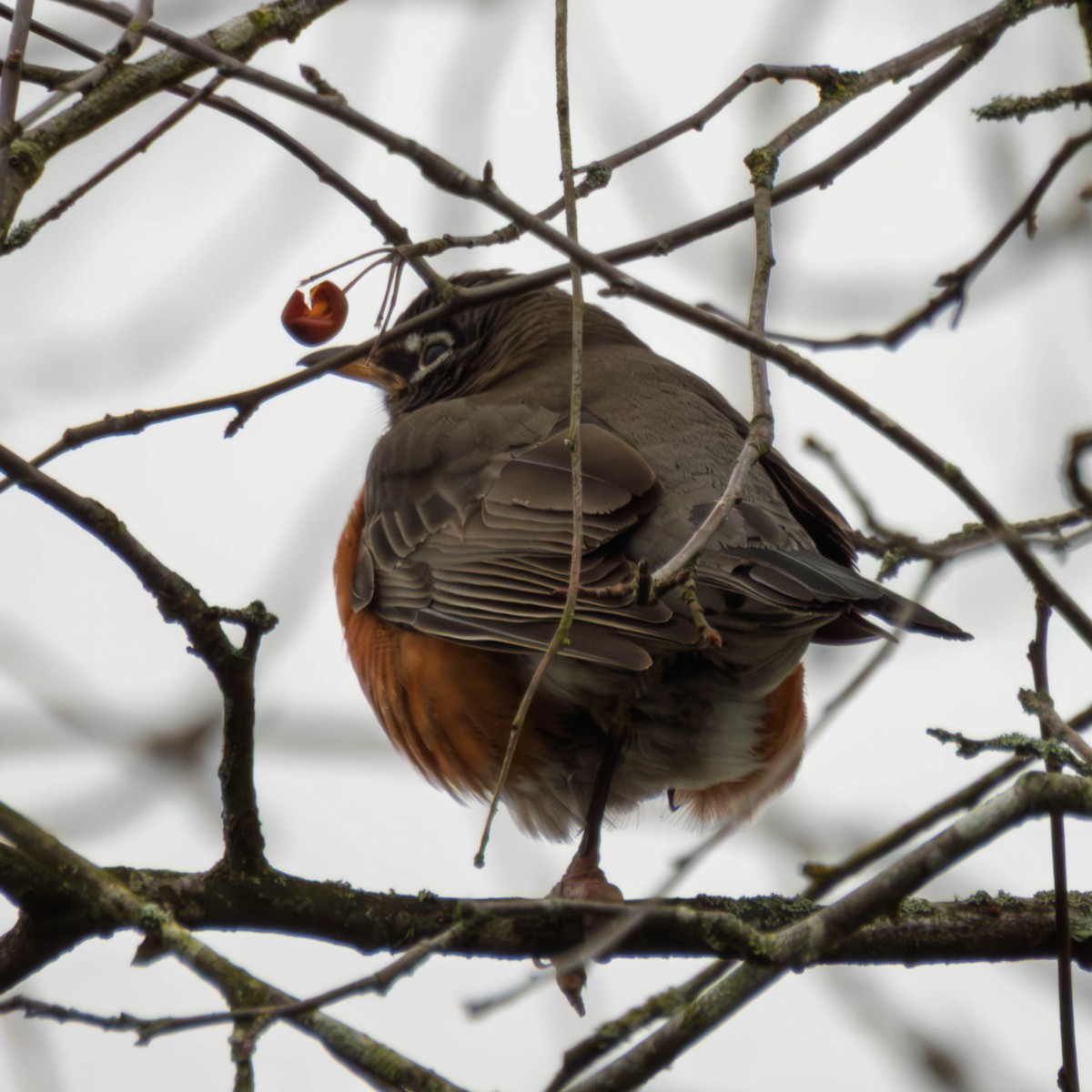 American Robin - ML647715036