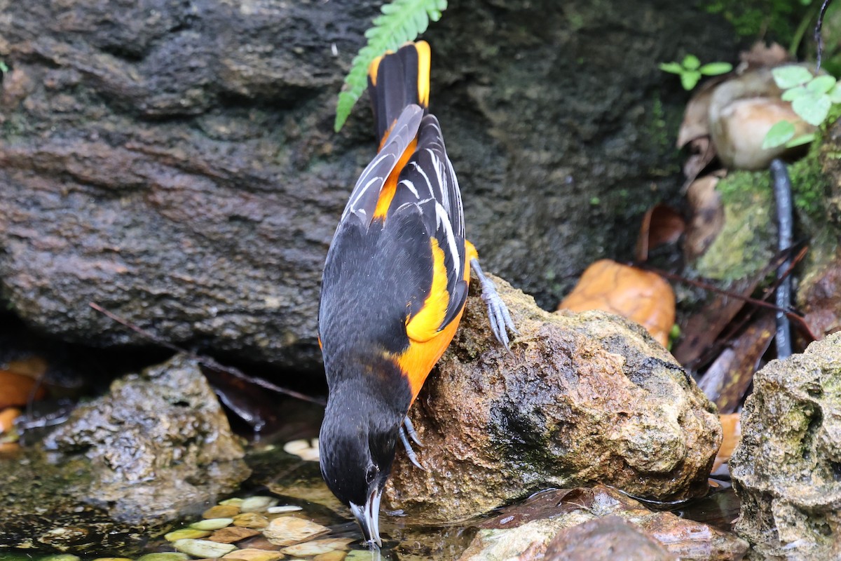 Балтиморский трупиал - ML647715037