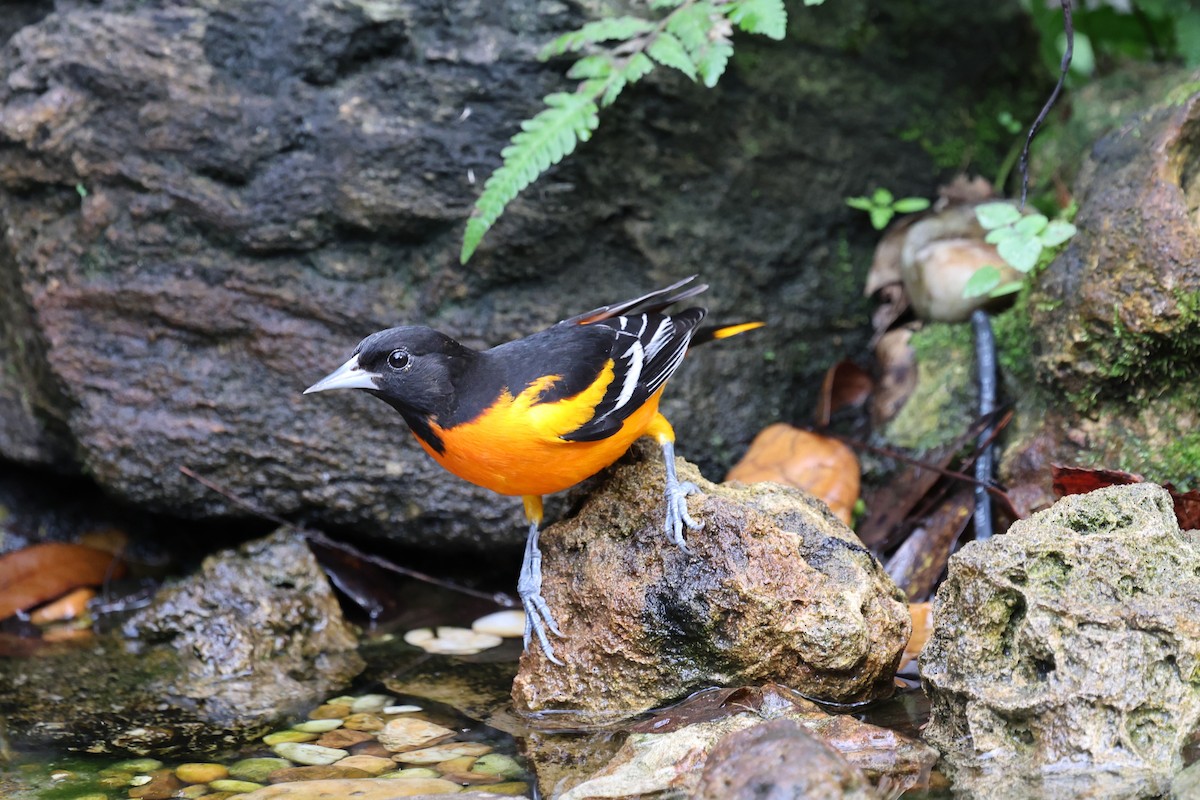 Балтиморский трупиал - ML647715047